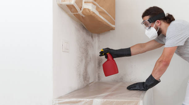 Professional Basement Mold Removal technician working in Sanford, CO